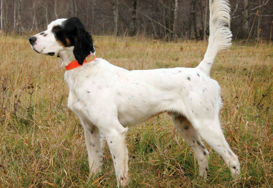 Good Go Ing English Setters Shooting Dog Line